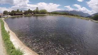 Feeding Time at Chalk Cliffs Fish Hatchery [upl. by Nadeen]