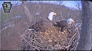 Bald eagle nest cam near Hanover captures nest building [upl. by Zosema]