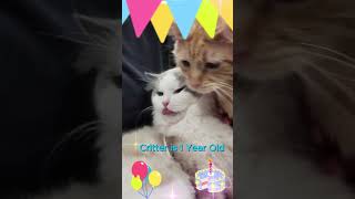 Baby Ragdoll Cats 1st Year Birthday birthdaycelebration ragdollcat cutecat [upl. by Engenia189]