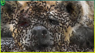 17 Brutal Moments of Ants Hunting Their Prey [upl. by Aneleve409]