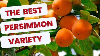 Persimmons The Best amp Last Fruit of the Year [upl. by Shivers]