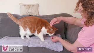 Helping your cat accept having its mouth checked [upl. by Brett]