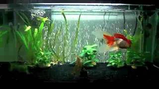 Goldfish Tank Update 40 gallon Breeder [upl. by Willms]