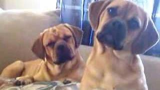 Head Tilting Puggles  Cutest Dogs Ever [upl. by Ainad]