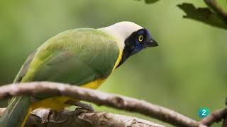 Colombia salvaje La Serranía de la Macarena un tesoro escondido de la naturaleza [upl. by Steffy]