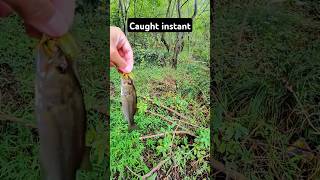 Caught instant fishingvideo fishinglife fishtank fisherman fishvideo river bass fish ocean [upl. by Mitchel]