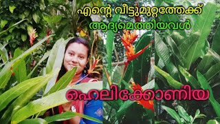 ഹെലിക്കോണിയയുടെ പരിചരണം [upl. by Yelnik866]