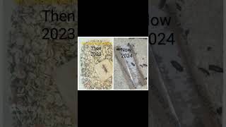 Mealworm Farm Then Vs Now beetle insects mealworms mealwormfarm reptilefeeding [upl. by Viehmann476]