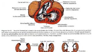 Embriologia Cardiovascular [upl. by Hafinah]