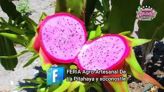 Ha llegado la FERIA AgroArtesanal De La Pitahaya y xoconostle COMPARTE😍 [upl. by Chariot]