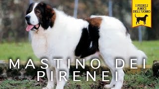 MASTINO DEI PIRENEI trailer documentario [upl. by Hajan]