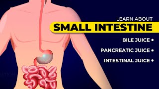 Learn about the small intestine  Bile juice  Pancreatic juice  Intestinal juice [upl. by Nimra]