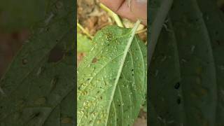 Aphids control farming trending agriculture organic trending farmer tomato shorts [upl. by Jemimah918]