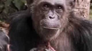 A new cute baby chimpanzee is born in the wild jungle  BBC wildlife [upl. by Tomasine]