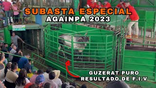 ¡Subastando Genética Subasta Especial AGAINPA 2023 [upl. by Aratihc]