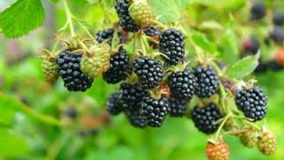 How to Grow Blackberries  Complete Growing Guide [upl. by Anders]