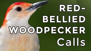 REDBELLIED WOODPECKER CALLS Learn Their 3 Most Common Calls 2024 [upl. by Olli]