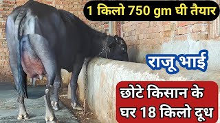 💯घर की पाली हुई दूध और Ghee Line की मुर्रा झोटी 2nd Timer👍18 kg milk ready और⭐1750gm घी तैयार👌 [upl. by Eenot628]