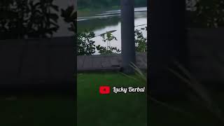 Danau waduk Ria Rio shortfeed shortsvideo danau waduk short [upl. by Henryetta452]