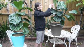 Indoor Plants Pests  Mealybugs on Fiddle Leaf Fig Trees [upl. by Aivuy594]