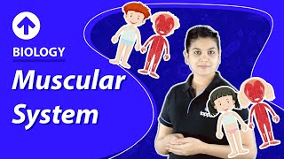 Muscular System  Biology [upl. by Llatsyrc]