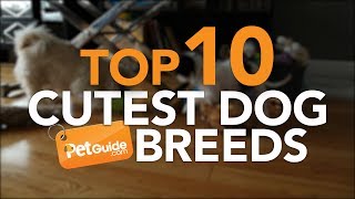 Top 10 Cutest Dog Breeds [upl. by Elocaj]