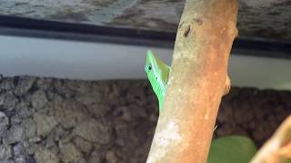 Anoles tour  Anolis hendersoni Anolis coelestinus Anolis sagrei [upl. by Aig869]