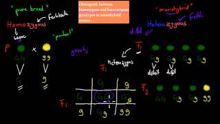 6Homozygous and Heterozygous genotype HSC biology [upl. by Longtin]