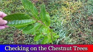 Chestnut Tree Update 2018 [upl. by Yotal]