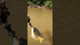 Pescaria no Pantanal pescaria pescador fishing peixe [upl. by Tades]