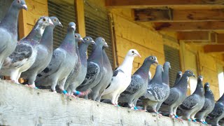 A Day in the Life of Young Racing Pigeons [upl. by Nova65]