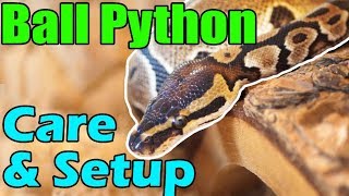 How to Care for Ball Pythons [upl. by Arst410]