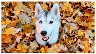 Finding the BIGGEST Pile of Leaves with my Husky [upl. by Plantagenet]