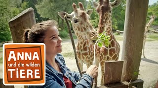 Tierfreundschaften  Reportage für Kinder  Anna und die wilden Tiere [upl. by Soirtemed]