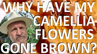 Why Have My Camellia Flowers Buds Turned Brown  Camellia Flower Blight [upl. by Sension]