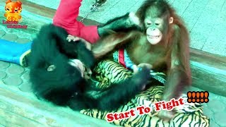 Chimpanzee Fight with Orangutan Come to see [upl. by Nire]