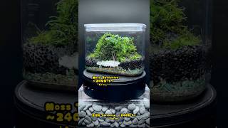 Moss Terrarium ～24051～ コケリウム shorts terrarium 苔テラリウム 苔 moss 苔 [upl. by Teiv]