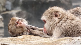 Monkeys relax in hot spring 温泉に入るサル Snow Monkey Park [upl. by Loseff123]