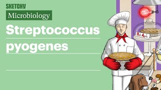 Streptococcus pyogenes Infection Fundamentals  USMLE Step 1  Sketchy Medical [upl. by Ollehto]