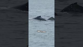 Heaviest🐋 Animal In History 🤯marinespecies facts [upl. by Pennington570]