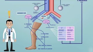 TEMA 2 FARMACOCINÉTICA VCI  SISTEMA PORTA  EFECTO DE PRIMER PASO HEPÁTICO Farmacología [upl. by Nirehtac]