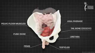 Male pelvic floor muscle  3D animation [upl. by Kaya]