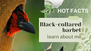 blackcollared barbet facts [upl. by Torbart]