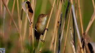 Common reed warbler Rørsanger Тростниковая камышовка Rousserolle effarvatte Teichrohrsänger p1000 [upl. by Attela103]