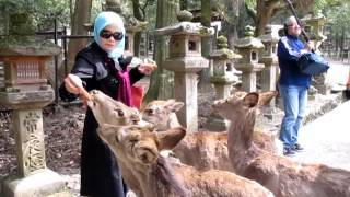 Deer Park Nara Japan With Alia Travel [upl. by Gabi]