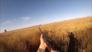 South Dakota pheasant hunting with my 2 GSPs [upl. by Debera339]