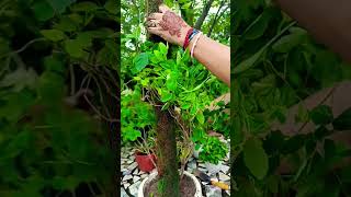 Aprajita plant  Clitoris ternatea plant🪻aprajita gardening trending shorts youtubeshorts [upl. by Pavel]