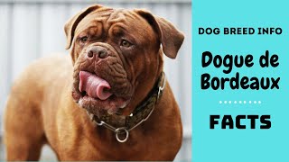 Dogue de Bordeaux dog breed All breed characteristics and facts about Dogue de Bordeaux [upl. by Atrebla]