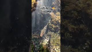 ¿Los Peces ESCUPEN 🐡🐟🐠  Pez Globo naturaleza faunasalvaje animales [upl. by Sivartal203]