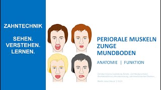 Periorale Muskeln  Zunge  Mundboden  Anatomie Funktion [upl. by Thayne978]